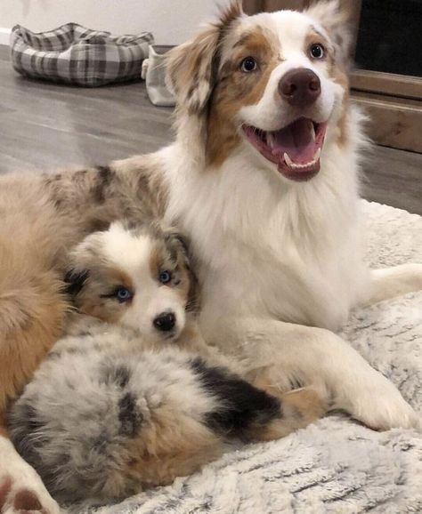 snuggly pups Australian Shepherd Dogs, Shepherd Dogs, Dogs And Kids, Australian Shepherd, A Dog, Puppies, Dogs