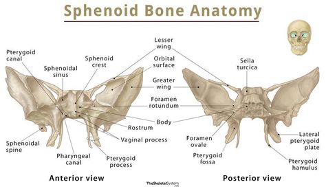 Ethmoid Bone, Sphenoid Bone, Skull Anatomy, Skeletal System, Anatomy And Physiology, Anatomy, Google Images, Bones