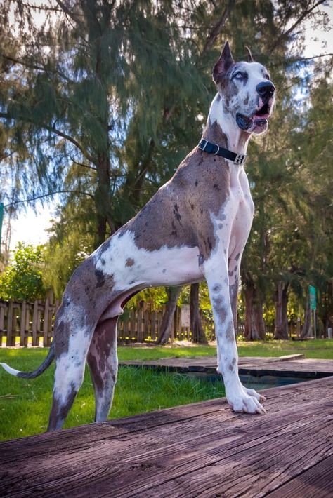 Great Danés Grate Dane Dogs, Great Dane Photography, Great Dane Wallpaper, Grate Danes, Brindle Great Dane, Blue Merle Great Dane, Worlds Largest Dog, Harlequin Great Dane, Largest Dog