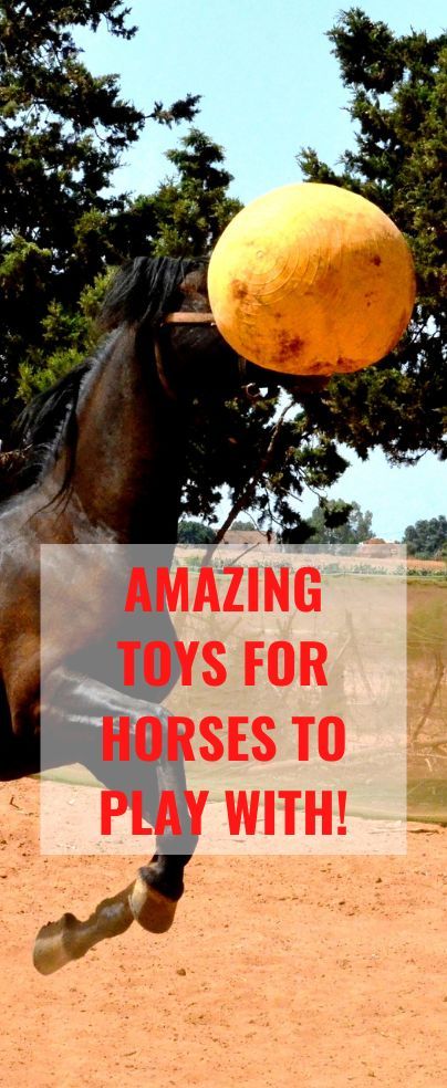 Have you ever wondered what the best toys for horses are? Horses are fun-loving and playful animals, and they enjoy playing with toys. But how do you choose the most suitable toys for horses to play with? Diy Toys For Horses, Diy Horse Toys For Horses, Horse Toys Diy, Horse Toys For Horses, Horse Enrichment Ideas, Diy Horse Toys, Toys For Horses, Horse Feeder, Playful Animals