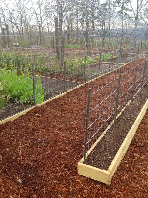 Diy Trellis, Garden Vines, Veg Garden, Garden Boxes, Garden Bed, Garden Trellis, Garden Structures, Veggie Garden, Edible Garden