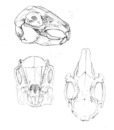 Rabbit Skull Drawing, Animal Skull Drawing, Rabbit Skeleton, Bunny Skull, Rabbit Skull, Hare Animal, Bone Drawing, Skull Reference, Skull Sketch