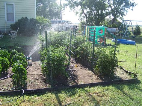 diy tomato cage | You can see the fence post sticking out on the very right hand side of ... Tomato Supports, Diy Tomato Cage, Gardening Tomatoes, Tomato Support, Vertical Vegetable Gardens, Plant Cages, Tomato Trellis, Growing Tomato Plants, Cattle Panels