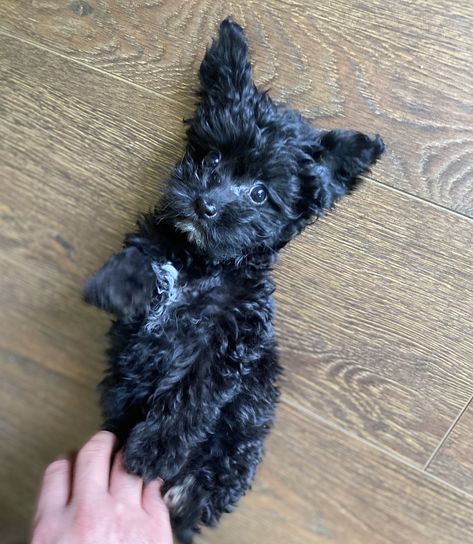 Black Cavapoo Puppies, Black Cavapoo, Black Maltipoo, Yorkie Poodle, Dog Mommy, Very Cute Puppies, Cavapoo Puppies, Puppies And Kitties, Cute Dog Pictures