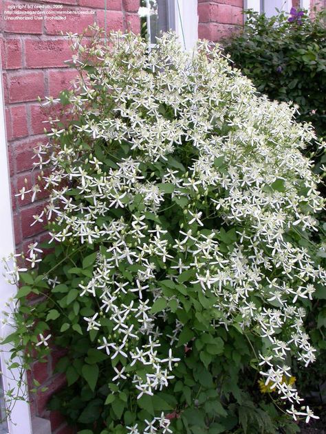 Sweet Autumn Clematis - this takes over quickly! Clematis Terniflora, Clematis Paniculata, Clematis Trellis, Sweet Autumn Clematis, Autumn Clematis, Clematis Flower, Chicago Botanic Garden, Garden Vines, Fragrant Plant