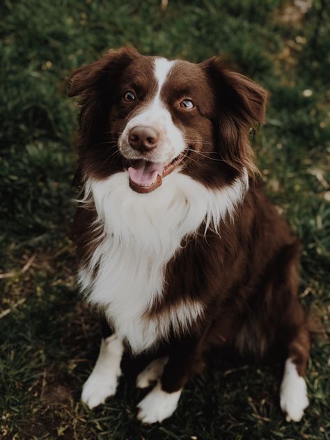 Border Aussie Dogs, Border Aussie, Red Border Collie, Red Dogs, White Border Collie, Dog Poo, Aussie Puppies, Dog Enrichment, Aussie Dogs