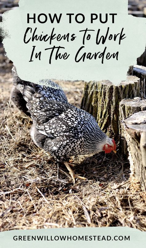 How to put chickens to work in the vegetable garden #backyardchickens #chickenkeeping Growing Ginger Indoors, Garden Prepping, Chicken Tractors, Chicken Garden, Fall Garden Vegetables, Organic Vegetable Garden, Keeping Chickens, Chicken Runs, Gardening Advice