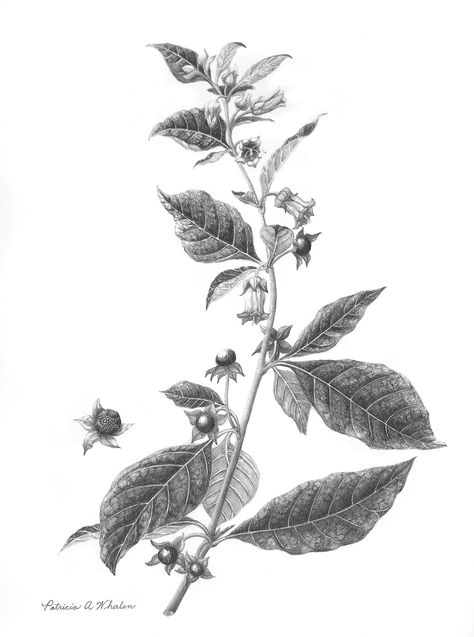 Potions, Poisons and Panaceas Poison Garden Tattoo, Poisonous Flower Tattoo, Poison Plant Tattoo, Poisonous Plant Tattoo, Belladonna Tattoo, Belladonna Flower, Poisonous Botanical Illustration, Poisonous Plants Botanical Illustration, Roots Tattoo