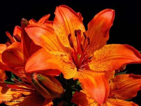 Tiger Lily Aesthetic, Orange Tiger Lily, Lily Aesthetic, Tiger Lily Flowers, Flower Gardening Ideas, Orange Lily, Tiger Lilies, Photos Flowers, Lilly Flower