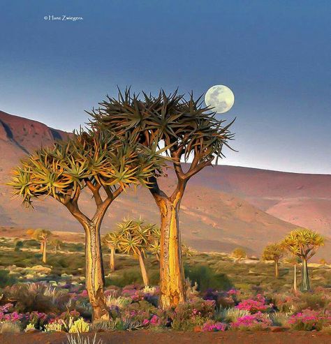 Country Pictures, Minnie Mouse Decorations, Aesthetic Country, Africa Painting, Cactus Paintings, Tree Inspiration, Dry Desert, Nature Art Drawings, Oil Painting Tutorial