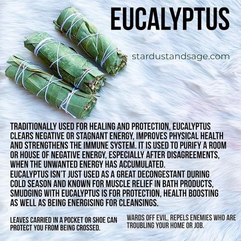 Eucalyptus Sage Smudge, Eucalyptus Smudge Stick, Eucalyptus Spiritual Meaning, Eucalyptus Leaves Uses, Dried Eucalyptus Uses, Cleanse House, Herbalism 101, Witch Beginner, Sage Healing