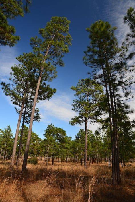 Longleaf Pine Tree, Longleaf Pine Tattoo, Long Leaf Pine, Fantasy Worldbuilding, Longleaf Pine, Painting Mood, Homestead Ideas, Coastal Plain, Southern Pine