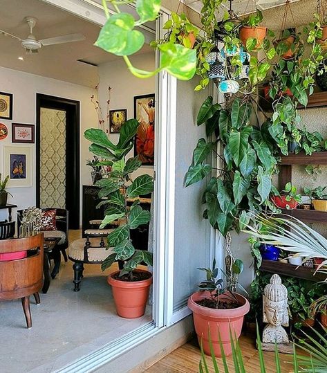 52 Winning Pics of #MyDesiSwag 2018 • One Brick At A Time Plant 101, Desi House, Baby Rubber Plant, Living Room Plants Decor, Courtyard Decor, Balcony Gardens, Green Living Room Decor, Apartment Balcony Garden, Lots Of Plants