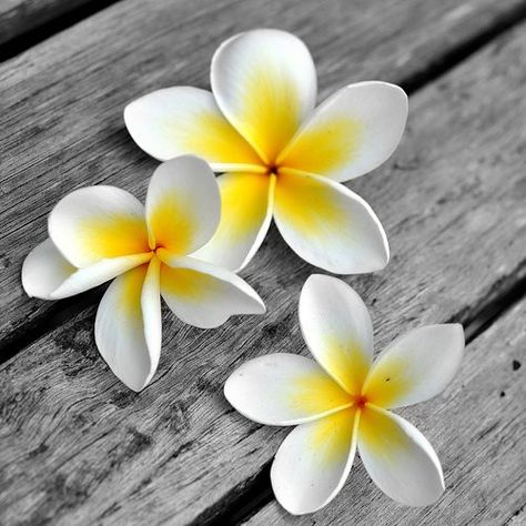 Araliya Walk Pictures, Flower Plumeria, Fav Flower, Plumeria Flowers, Hawaiian Flowers, Exotic Flowers, Garden Flowers, Flower Images, Tropical Flowers