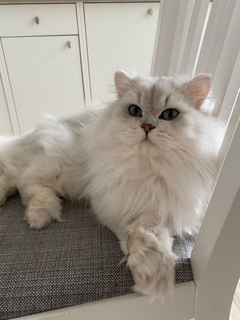 Cat Cats With Long Hair, White Longhaired Cat, Long Hair Cats Breeds, British Long Haired Cat, White Long Haired Cat, British Long Hair, Cat Long Hair, Hear Cat, British Longhair Cat