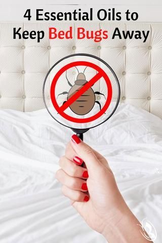 Bed Bugs Essential Oils, What Kills Bed Bugs, Bed Bug Remedies, Bedbugs Removal, Bed Bug Spray, Bug Spray Recipe, Kill Bed Bugs, Top Essential Oils, Rid Of Bed Bugs