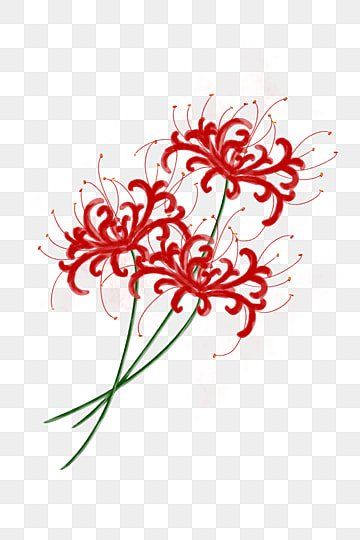 Spiderlili Drawing, Red Spider Lily Drawing, Spider Lily Drawing, December Tattoo, Wind Clipart, Lily Artwork, Plant Clipart, Flower Romantic, Lilies Drawing