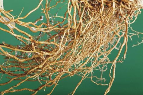 11 Best Health Benefits of Vetiver Roots | Parenting Healthy Babies Vetiver Plant, Like Fine Wine, Plant Photography, Natural Gifts, Affordable Wall Art, Fine Wine, Herbal Medicine, Hair Health, Herbal Remedies