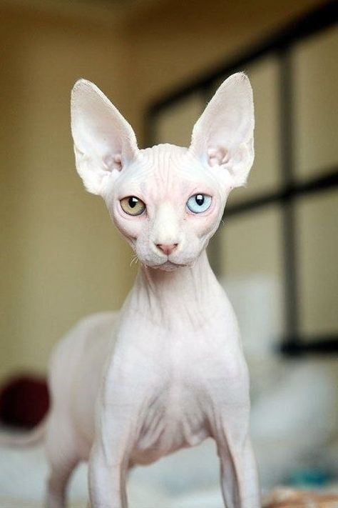 Cats With Heterochromia, Cute Hairless Cat, Dream's Cat, Kitten Care, Cat Pose, Hairless Cat, Animal Photos, Raw Beauty, Cat Facts