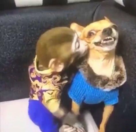 Foto Best Friend, Dog Kisses, Monkey Pictures, Pet Monkey, Funny Animal Photos, Dog Selfie, Food Diy, Funny Food, Monkeys Funny