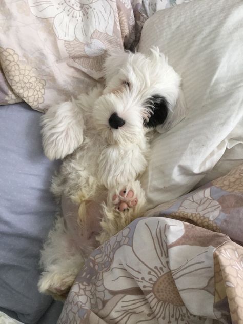 Comfy... Sealyham Terrier Sealyham Terrier Puppies, Glen Of Imaal Terrier, Sealyham Terrier, Every Dog Breed, Tallest Dog, Short Dog, Wire Fox Terrier, Terrier Puppies, Puppy Photos