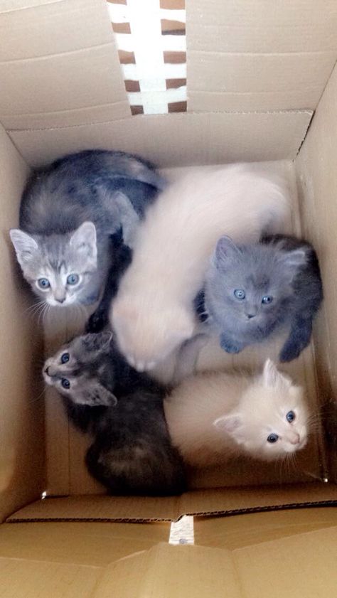 Box Of Kittens, White Van, Welcome Home Baby, White Vans, Cute Funny Animals, In A Box, A Box, Funny Animals, Kittens