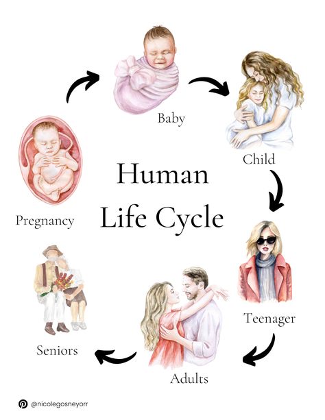 Human Life Cycle Activities For Preschoolers, Human Cycle Of Life, Human Life Cycle Illustration, Life Cycle Assessment Infographic, Human Life Cycle, Cycle Of Life, Life Cycles, Cycling, Human