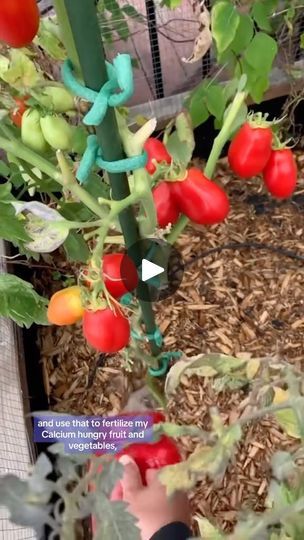 4.5K views · 1.3K reactions | Homemade Fertilizer: How to make immediately available calcium for plants
cre: @rooftop2table
 #gardening #garden #gardeningtips #gardenlife #tips #plant #plants #planting #gardenlovers #greenary #gardenlove #greenliving #plantlover #backyardgarden | Garden Life and Tips | Giulio Cercato · Beautiful Garden Fertilizer, Fertilizer For Plants, Garden Help, Homemade Remedies, Tree Care, Garden Lovers, Green Living, Backyard Landscaping Designs, Growing Plants