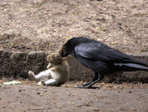 Crow Eating, A Few Moments Later, Lionhead Rabbit, Rabbit Hunting, Young Rabbit, Rabbit Life, Small Rabbit, A Squirrel, Bunny Face