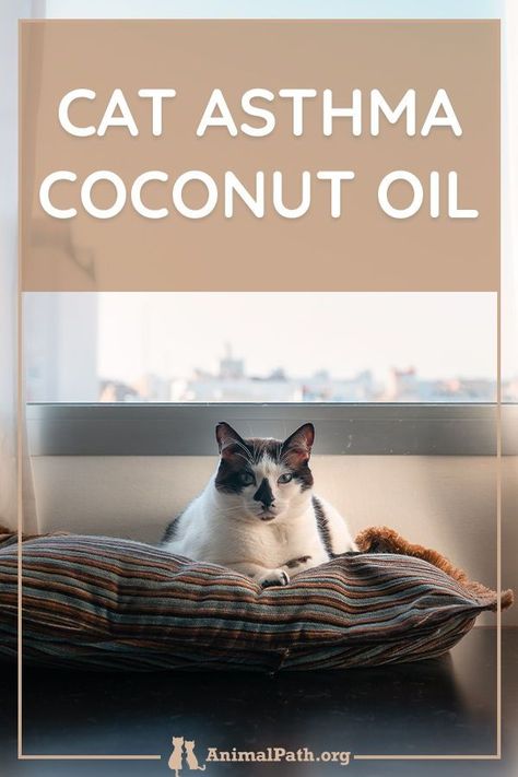 Feline Asthma Remedies, Coconut Oil For Cats, Cat Asthma, Cat Skin Problems, Benadryl For Cats, Essential Oils For Asthma, Cat Health Remedies, Cat Medicine, Cat Health Problems