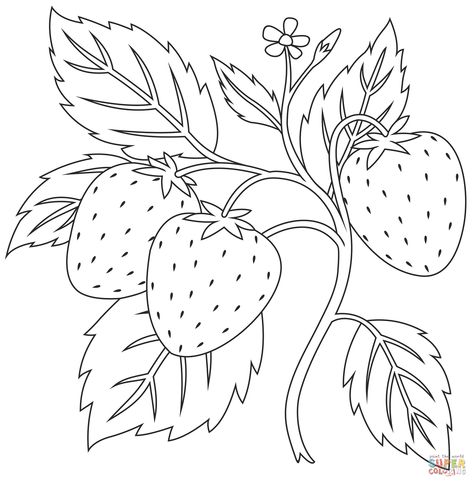 Strawberry Plant Drawing Simple, Free Printable Drawings To Paint, Strawberry Coloring Pages Free Printable, Strawberry Plant Drawing, Strawberry Drawings, Strawberry Coloring Pages, Plant Coloring Pages, Strawberry Painting, Strawberry Pictures