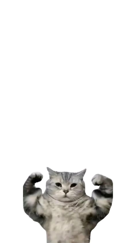 Cat With Muscles, Cat Wallpaper, Muscles, Cute Cats, Funny