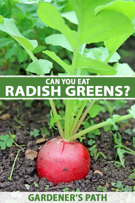 A close up vertical image of a ready to harvest red radish growing in the garden. To the center and bottom of the frame is green and white printed text. How To Cook Radishes, Radish Leaves, Radish Sprouts, Radish Greens, Canned Potatoes, Garden Layout Vegetable, Chicken Eating, Vegetable Garden For Beginners, Buy Seeds