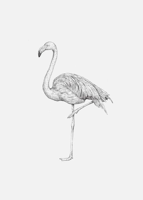 Flamingo Tattoo, Love Patience, Animal Illustration Art, Flamingo Art, Tattoo Project, Sketch Inspiration, Animal Sketches, Made With Love, Our World