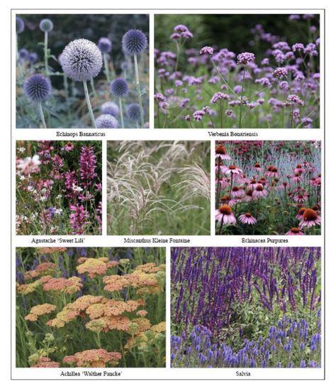 Prairie Garden, Cottage Garden Plants, Gravel Garden, Garden Shrubs, Have Inspiration, Garden Landscape Design, Garden Borders, Perennial Garden, Landscaping Plants