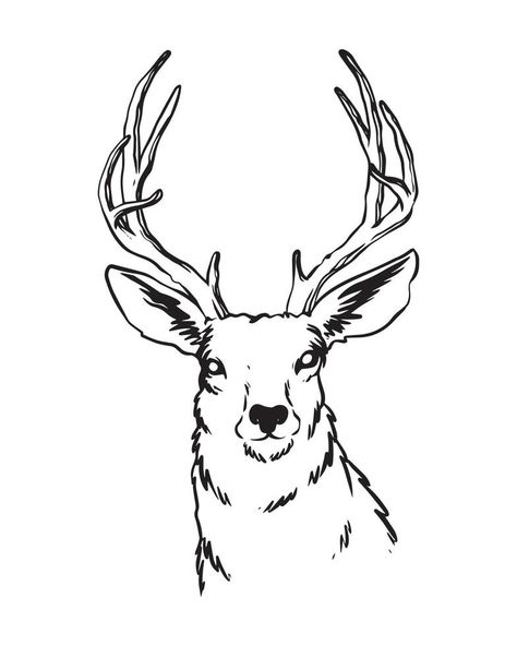 a hand drawn illustration of the deer with strong antlers. a deer from the front view. a wildlife animal cartoon drawing with details. Deer Front View Drawing, Front View Drawing, Leaf Ideas, Ad Drawing, View Drawing, Cartoon Drawings Of Animals, Drawing Cartoon, Hand Drawn Illustration, Animal Cartoon