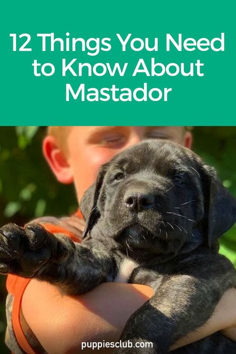 mastador Mastador Dog, Lab Mix Puppies, Hybrid Dogs, Dog Facts, Puppy Photos, Bull Mastiff, Pet Dander, Guard Dogs, Amazing Facts