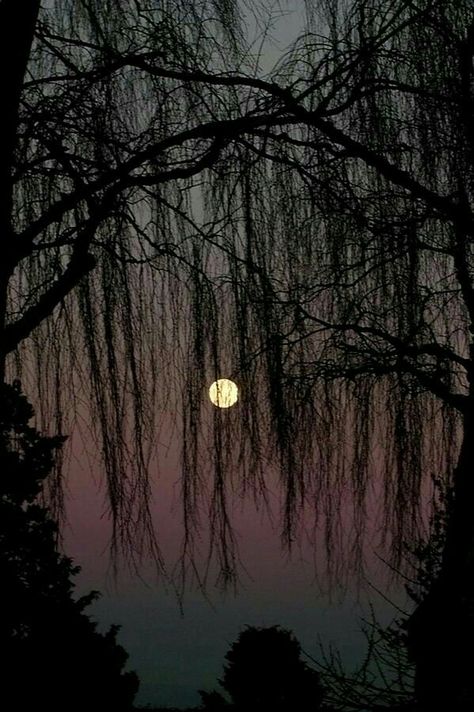 Swamp moon Shoot The Moon, Belle Nature, Moon Pictures, Beautiful Moon, Moon Glow, Moon Magic, The Night Sky, Sun Moon, Belle Photo