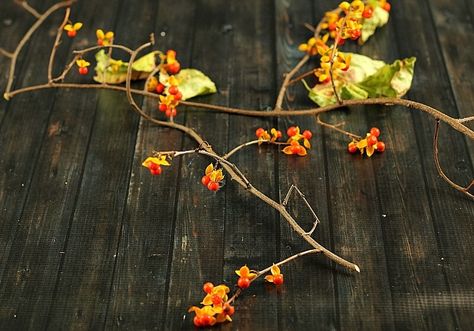 Bittersweet Vine Decor, Bittersweet Plant, Bittersweet Wreath, How To Make Bitters, Decorating With Nature, Bittersweet Vine, Vine Wreath, Dried Oranges, Fall Color