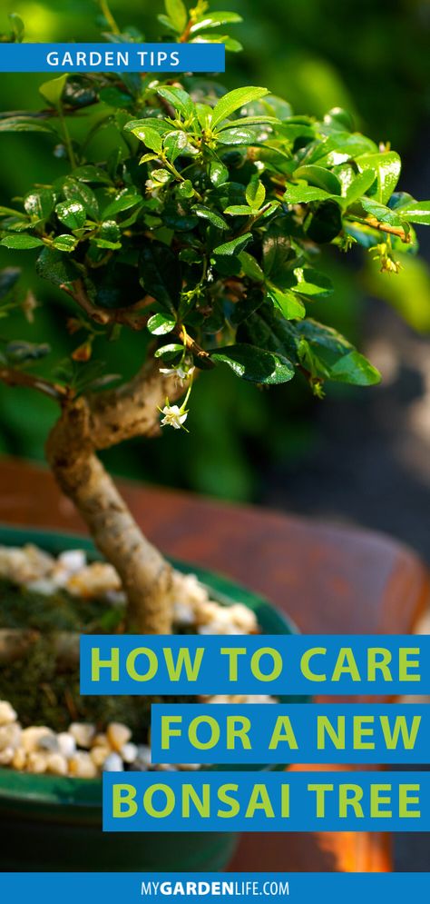 How To Take Care Of A Bonsai Tree, Bonsai Care Tips, Gardenia Bonsai Tree, Bonzai Tree Care, How To Grow A Bonsai Tree, How To Care For Bonsai Tree, Bonsai Tree Care Indoor, Bonsai Plants How To Grow, Bonsie Tree Bonsai Plants