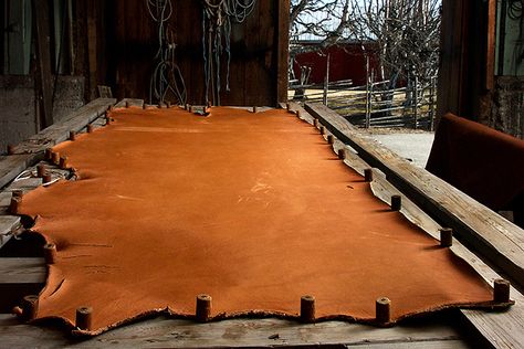 Leather hide drying #Environmental Leather Tools, Homesteading Skills, Red Cottage, Leather Store, Leather Industry, Leather Workshop, Leather Hide, Leather Projects, Vegetable Tanned Leather