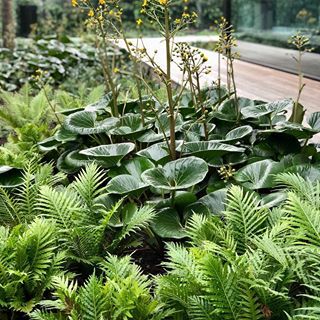 Brighton project 🌱🍀☘️🌿 . . . . . . . . . #shapedbyform #gardensbyform #poolsbyform #FORM #formlandscaping #landcapeconstruction #gardenmaintenance #horticulturalist #landscapebuilders #landscapedesign #planting #plantingdesign #landscape #poolbuilders Shaded Garden, Plant Palette, Ferns Garden, Shade Garden Plants, Tropical Garden Design, Ceiling Curtains, Garden Maintenance, Native Garden, Woodland Garden