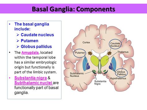 Neet Drawings, Basal Ganglia Anatomy, Ct Brain, Advanced Pathophysiology, Brain Anatomy And Function, What Is Intelligence, Basal Ganglia, Basic Anatomy, Neurological System