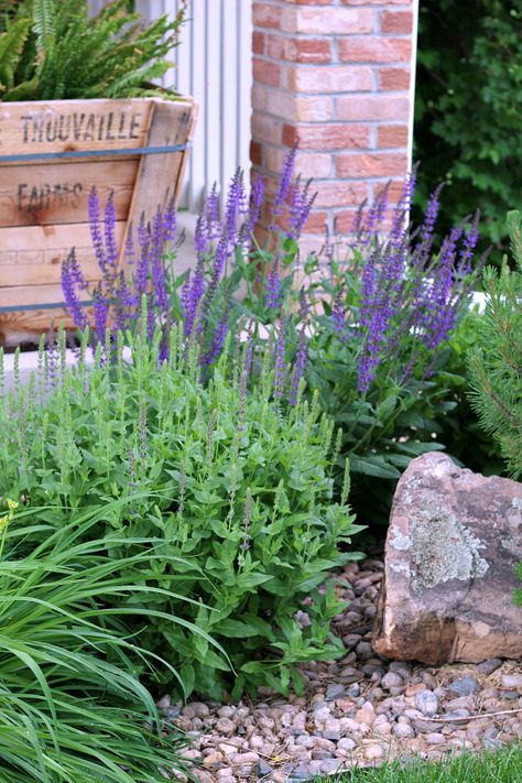 Salvia loves the sun and is a perennial. Salvia Plant Landscaping Ideas, Salvia Front Yard, Purple Salvia Landscaping, Salvia Landscaping Front Yards, Salvia In Landscaping, Salvia Garden Design, What To Plant With Salvia, Potted Salvia, Salvia Companion Plants