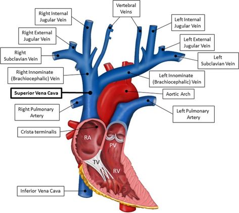 Medical School Motivation, Medical School Essentials, School Essentials, School Motivation, Blood Vessels, Medical School, Medical, Quick Saves