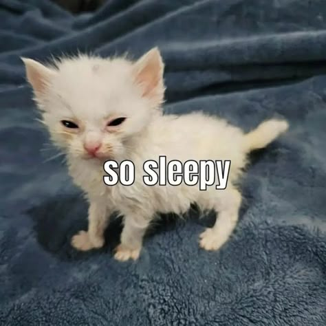 Goofy Cats, So Sleepy, Silly Kitties, Cats Pictures, Cats Memes, Silly Cats Pictures, Cat Meme, Sleepy Cat, Silly Animals