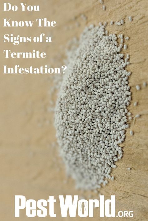 A termite infestation can create costly damage for a homeowner. Spot an infestation early with these top 5 signs that termites are hiding throughout your home’s structure. Household Bugs, Signs Of Termites, Drywood Termites, Bad Bugs, Termite Damage, Diy Pest Control, Northwest Florida, Bug Killer, Pest Management