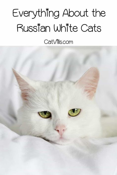 Russian White Cat, Siberian Cat White Blue Eyes, White Cat Breeds, White Fluffy Cat Blue Eyes, White Cat And Blue Eyes, Cat Personality, Crumpet Recipe, Russian Cat, Best Cat Breeds