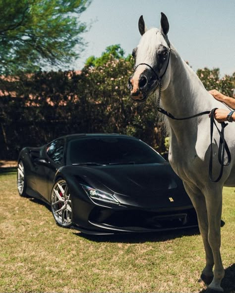 Ferrari Horse, Black Ferrari, Multi Million Dollar Homes, Horse Photography Poses, Classic Rolls Royce, Billionaire Lifestyle Luxury Living, Equestrian Aesthetic, White Ferrari, Horse Wallpaper