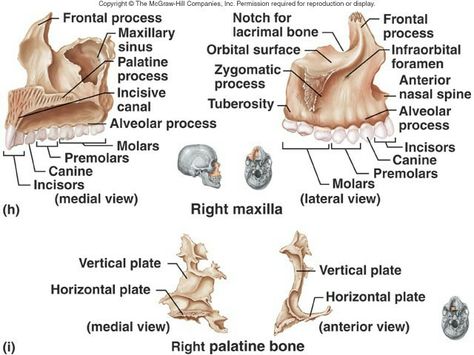 Maxilla Bones Appendicular Skeleton, Human Body Diagram, Axial Skeleton, General Biology, Medical Notes, Skull Anatomy, Forensic Anthropology, Dentist Clinic, Jaw Surgery